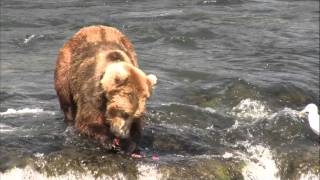 Grizzly Bear Catches Fish in MidAir [upl. by Varipapa763]