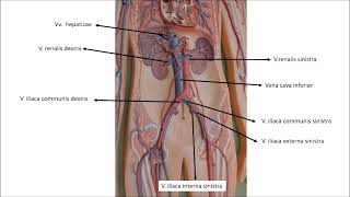 Aorta abdominalisin dallarıKarın arka duvarı damarları anatomisi işaretli [upl. by Vinn]