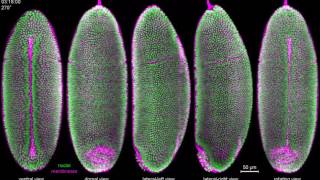 IsoView Twocolor imaging of Drosophila gastrulation [upl. by Ohce]