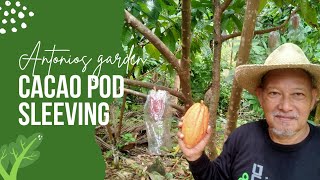 Cacao Pod Sleeving [upl. by Adiene]