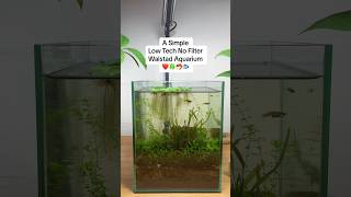 A Simple Low Tech No Filter Walstad Aquarium ❤️🍀🦐 shorts [upl. by Sylvia360]