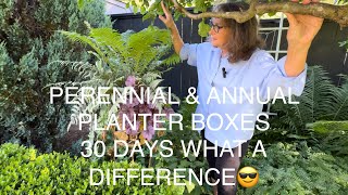 ANNUAL AND PERENNIAL PLANTER BOXES UPDATE…A MONTH MAKES A DIFFERENCE😎 [upl. by Keener]