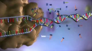 From DNA to protein  3D [upl. by Kline829]