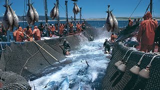 A Way For Fishermen Net Fishing Tuna  Giant Bluefin Tuna Catch Hundred Tons Tuna Fish On the sea 2 [upl. by Lerat437]