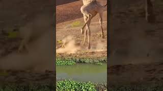 Giraffe vs Lion Stunts WildlifeAction GiraffePower [upl. by Jordan]