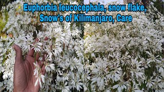 Euphorbia leucocephala snow flake December Lady Poinsettia white care by Garden gyan [upl. by Trace]