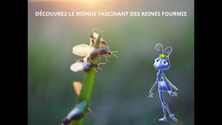 DÉCOUVREZ LE MONDE FASCINANT DES REINES FOURMIS [upl. by Walker593]