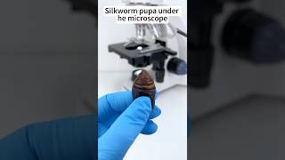 Silkworm pupa at 400X looks amazingunderthemicroscope science [upl. by Atiram]