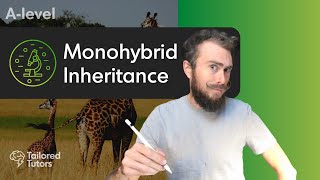 Monohybrid Inheritance  ALevel Biology Tutorial [upl. by Toscano]