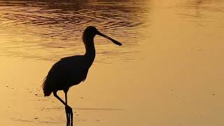 African Spoonbill call  sound [upl. by Enyamrahc485]