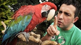 Funny Parrots ★ You Wont Believe These Parrots Are Real Funny Pets [upl. by Damali]