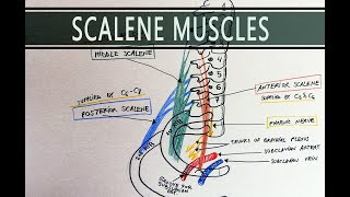 Scalene Muscles  Scalene Hiatus  Anatomy Tutorial [upl. by Anreval]