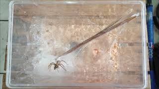 Паяците отблизоquot Еп 1 Храня вълчата си тарантула със сива муха месаркаquot Wolf spider feeding [upl. by Laohcin915]