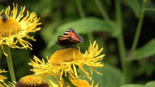 Castlewellan Forest Park Filmed in 4K with Sony FDRAX53 [upl. by Quiteria]