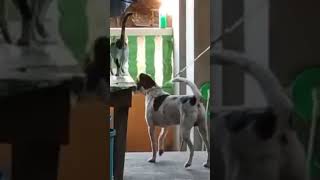 Aso pusa bullyhan food dog doglover [upl. by Anerev]