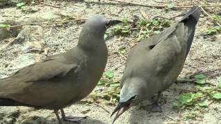 Common and Lesser Noddies Seychelles [upl. by Westerfield]