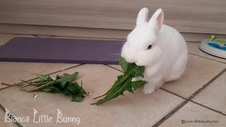 Coniglio Nano che Mangia  Dwarf Bunny Enjoys Snack Time 🐰🥕 [upl. by Harriot105]