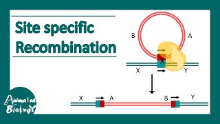 Site specific recombination  How do site specific Recombinases work [upl. by Popelka]