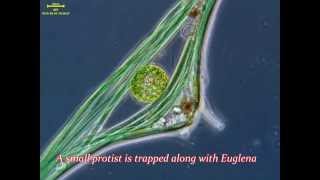 Euglena cyst destroyed [upl. by Michele]