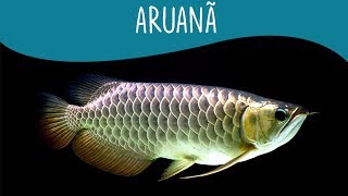 Aruanã  Minha Fauna [upl. by Nalyak]