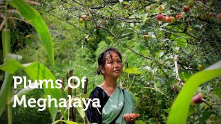 Fruits from the Hills  Plums of Meghalaya  September 2020 [upl. by Shanie]