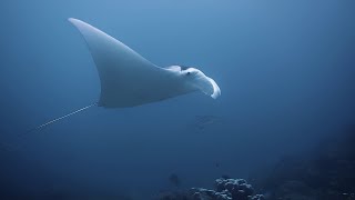 Raja Ampat Liveaboard Video 3 of 3 [upl. by Ronnica]