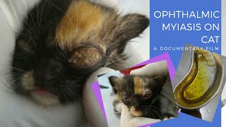 Myiasis In Cat Eyes  Belatung Di Mata Kucing [upl. by Nnahoj]