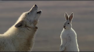 Wolf Pack Hunts A Hare  The Hunt  BBC Earth [upl. by Peirce]