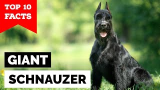 Giant Schnauzer  Top 10 Facts [upl. by Zetniuq79]