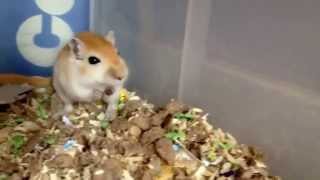 Super Cute gerbil squeaking when being petted [upl. by Aihsek]