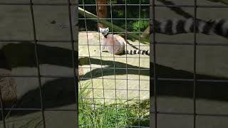 Ringtailed lemur Filmed at the Yellow River Wildlife Sanctuary in Lilburn GA [upl. by Ahsratan]