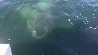 Giant Shark Encounter Barnstable Harbor Cape Cod 2017 [upl. by Rbma641]