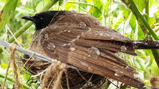 Mother Protecting baby birds in Severe Rain by Drowning herself in Rain  Bulbul bird nest EP 12 [upl. by Haronid845]