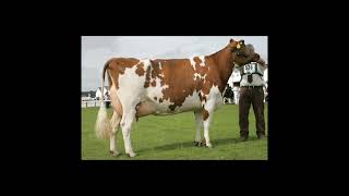 Ayrshire cattle breed [upl. by Nadnerb765]