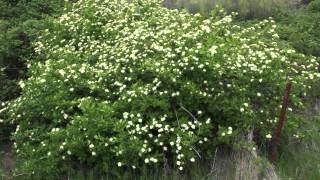 Fast Growing Red Ozier Dogwood [upl. by Nohsyar406]