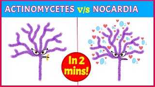 Actinomycetes Vs Nocardia Points you need to know [upl. by Nairred]