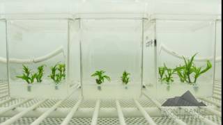 Time Lapse Video Shows Rapid Growth of Tissue Culture Clones [upl. by Anavoj755]