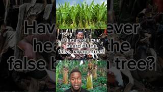 The miracle plant keeping millions fed🌱Falsebanana Enset Banana Dorze Dorzetribe ethiopia [upl. by Piwowar782]