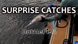 Surprise Bass Garfish Redfish Catches St Johns River [upl. by Esina768]