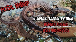 INILAH EARLESS MONITOR FOSIL HIDUP HEWAN PURBA YANG HAMPIR PUNAH YANG HANYA ADA DI INDONESIA [upl. by Ralf641]