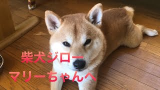 【人生は旅と夢】柴犬ジロー／マリーちゃんへの手紙 以前飼ってたコーギーちゃんのこと [upl. by Anastice]