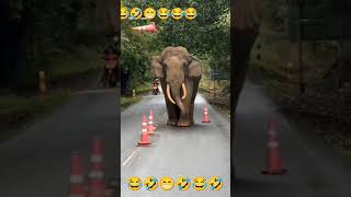 Dhool movie 🍿 🎥 vivek comedy tamil funny comedy motivation 🤣😂🤣😂😂🐘🐘🐘🐘🐘🐘🐘🛣️🛣️🛣️ [upl. by Annawahs221]