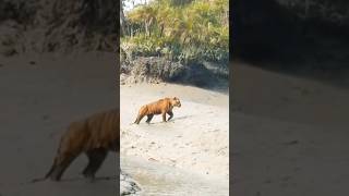 kangal saves sheeps from bangal tiger [upl. by Yelwar]