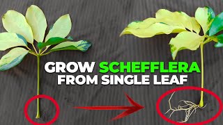 How To Grow quotSCHEFFLERAquot Plant From Single Leaf [upl. by Aehcim]