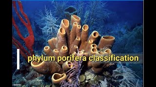 Phylum Porifera Classification  Sponges [upl. by Dalohcin340]