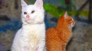 Blind and Deaf Poor Kitten Meeting New Friends And Meowing  hungry kitten wants food  Lucky Paws [upl. by Aremaj]