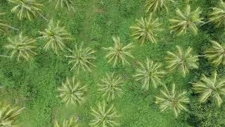 Coconut Farm in Tarlac Philippines Drone Video [upl. by Elehcin]