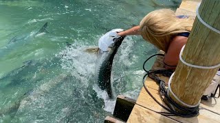 Feeding Tarpon at Robbie’s Marina of Islamorada Florida [upl. by Wakerly]