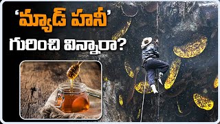 ‘మ్యాడ్ హనీ’ గురించి విన్నారా  Have You Heard About ‘Mad Honey’  ap7am [upl. by Hachman389]