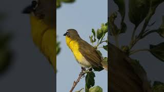 Yellowbreasted chat Icteria virens [upl. by Berliner]